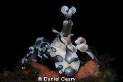Harlequin Shrimp - Dauin, Philippines by Daniel Geary 